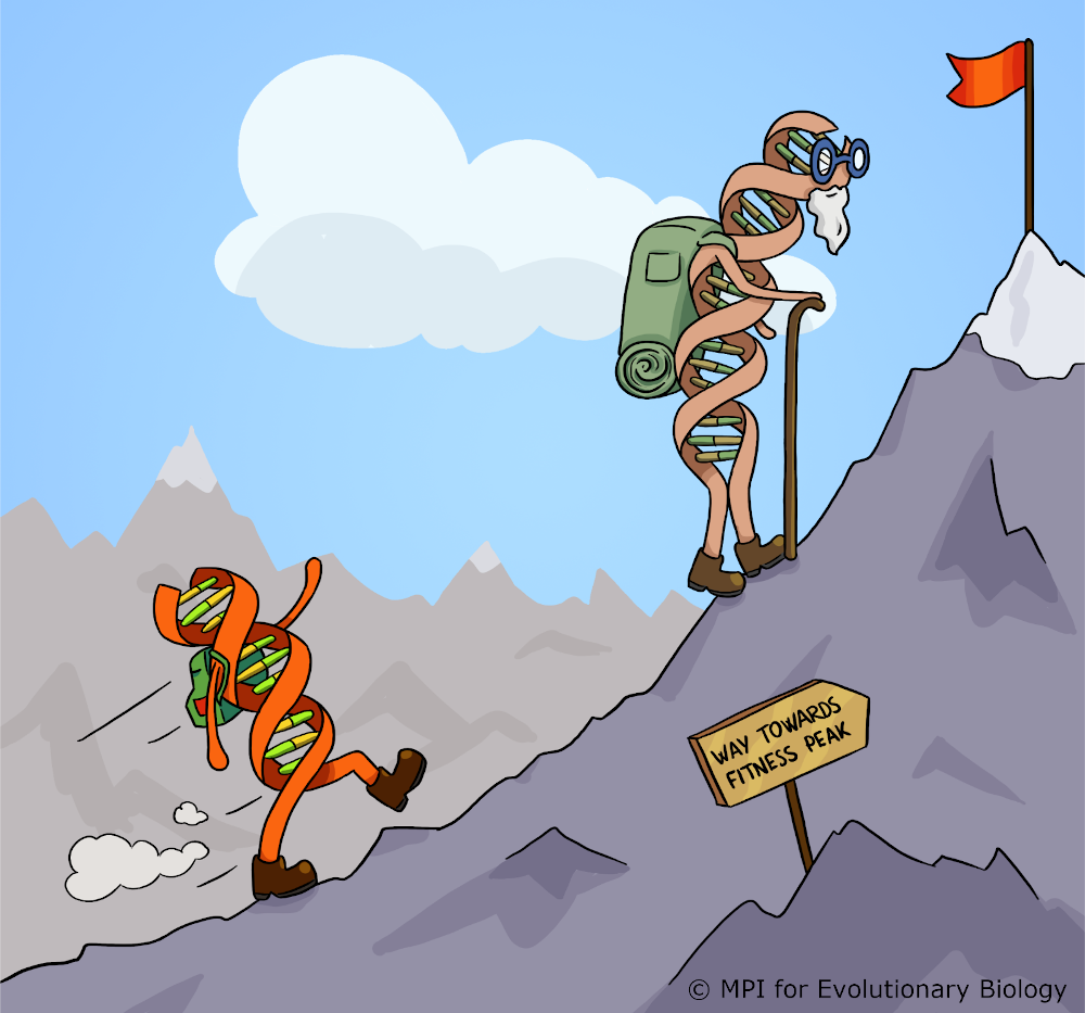 Cartoon representation of the adaptive walk model of evolution.
